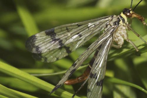 Panorpa communis