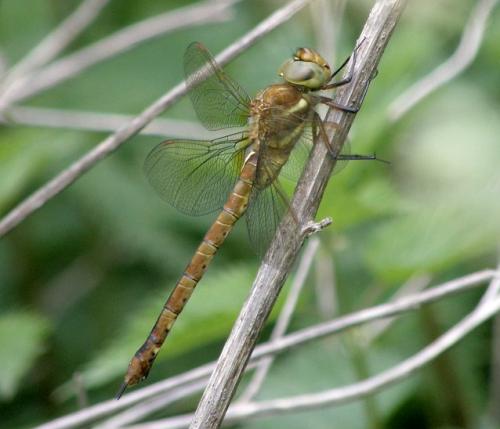 Aeshna isoceles