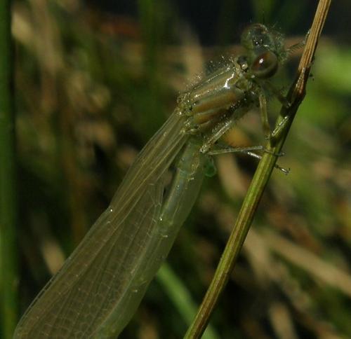 Enallagma cyathigerum