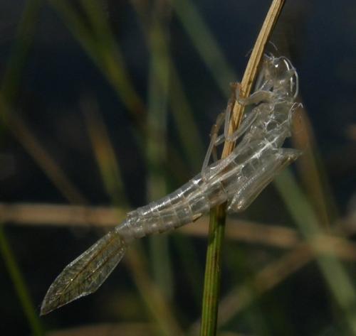 Enallagma cyathigerum