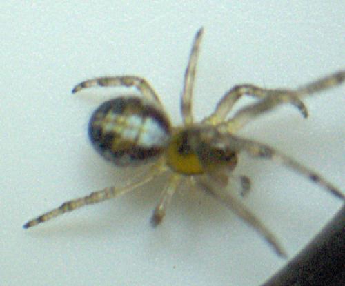Zygiella x-notata