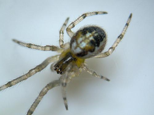 Zygiella x-notata