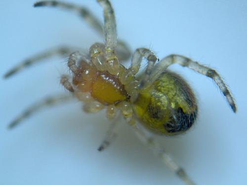 Zygiella x-notata