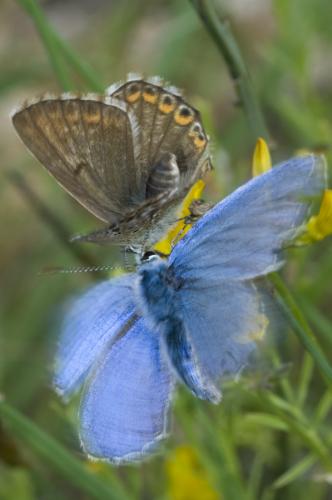 Polyommatus sp.