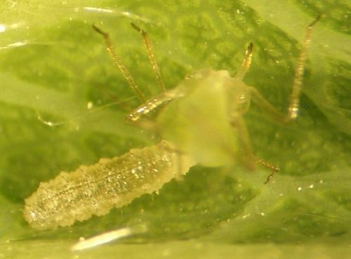 Eupeodes corollae