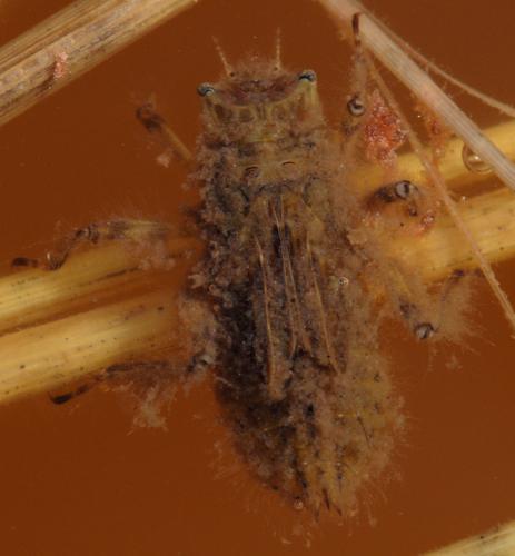 Libellula depressa