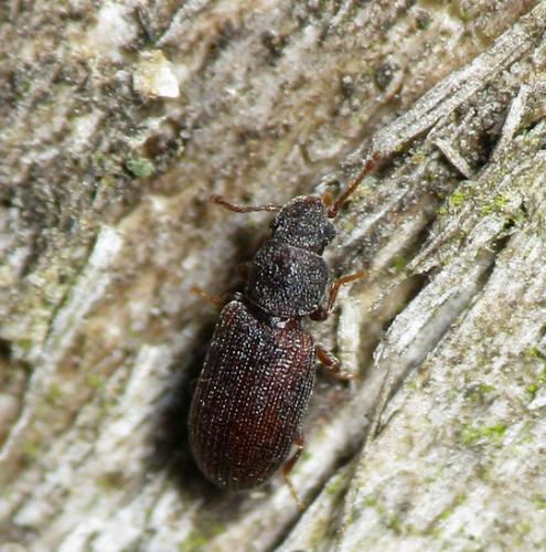 Réf. 32 673 : Berginus tamarisci