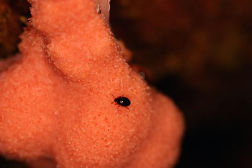 Anisotoma castanea