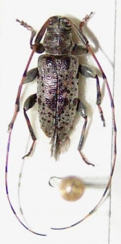 Réf. 32 960 : Leiopus femoratus