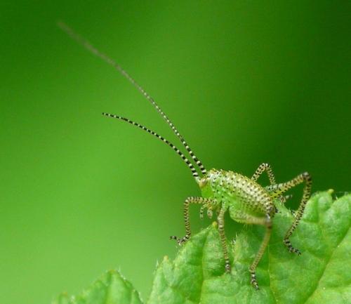 Réf. 32 157 : Leptophyes punctatissima