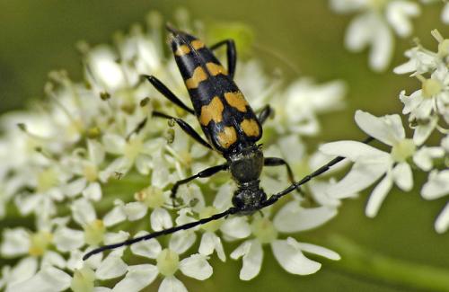 Réf. 32 822 : Leptura quadrifasciata
