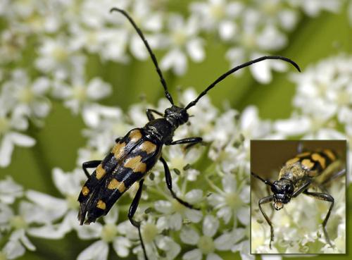 Réf. 32 823 : Leptura quadrifasciata