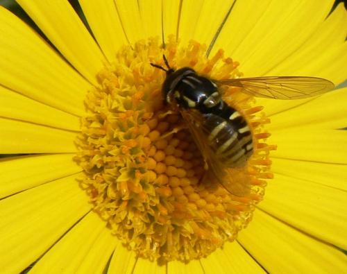 Chrysotoxum arcuatum