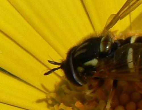 Chrysotoxum arcuatum