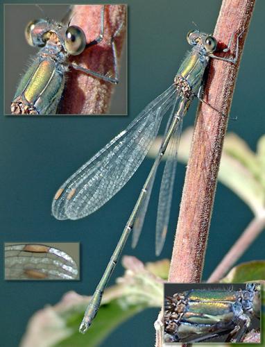 Chalcolestes viridis