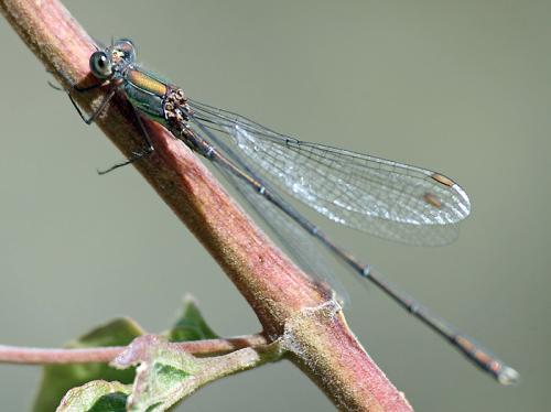 Chalcolestes viridis