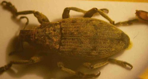 Réf. 32 362 : Leucophyes occidentalis