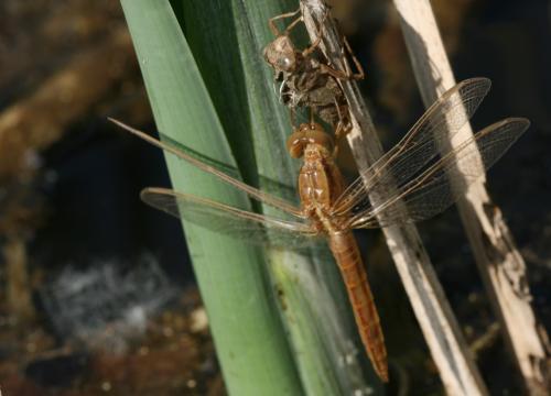 Crocothemis erythraea