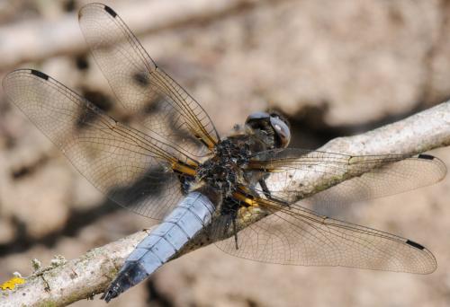 Réf. 32 922 : Libellula fulva