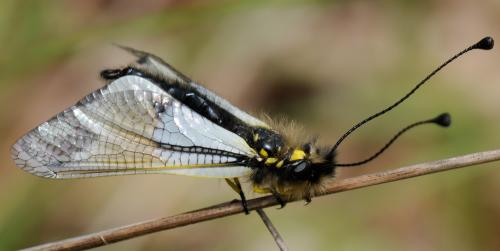 Libelloides lacteus