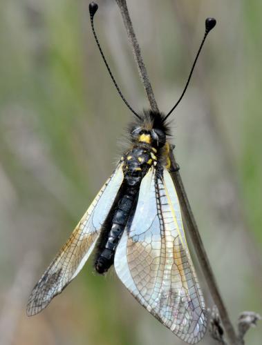 Libelloides lacteus