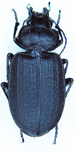 Réf. 32 251 : Licinus punctatulus