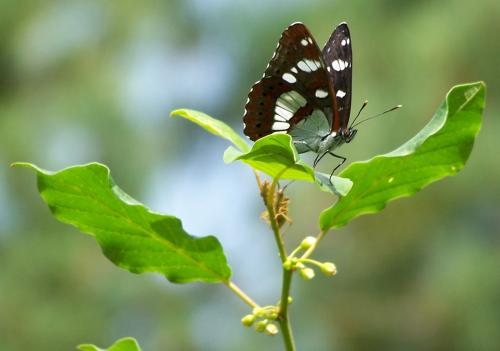 Limenitis reducta