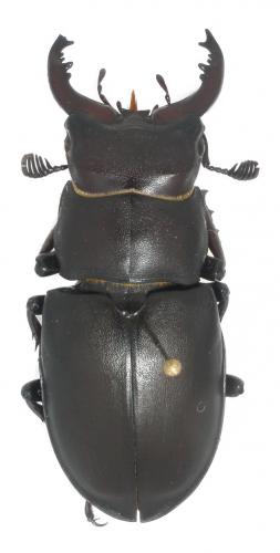 Réf. 32 727 : Lucanus ibericus