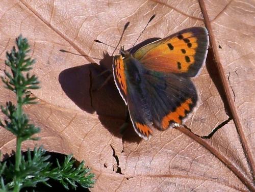 Lycaena phlaeas