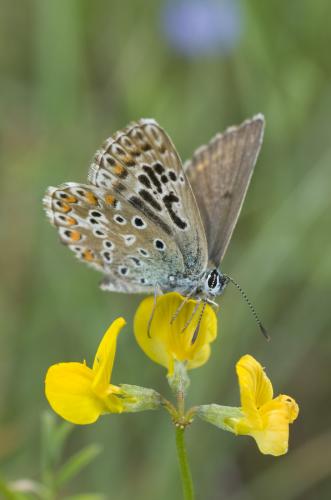 Réf. 32 981 : Polyommatus sp.