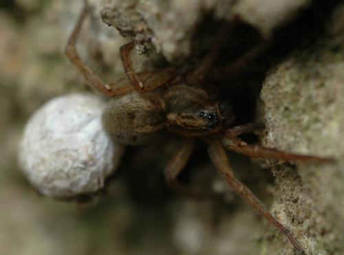 Trochosa sp.
