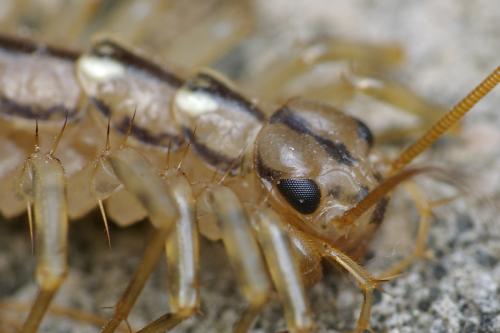 Réf. 32 433 : Scutigera coleoptrata