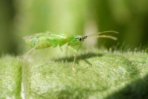 Macrolophus melanotoma