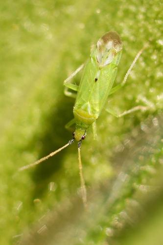 Macrolophus melanotoma