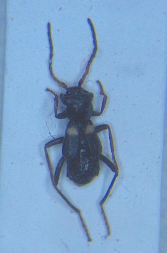 Brachemys brevipennis