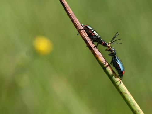 Malachius bipustulatus