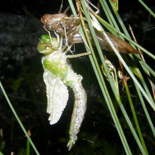 Anax imperator