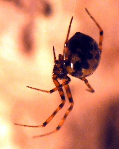 Steatoda triangulosa