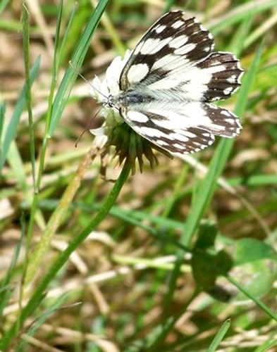 Melanargia galathea