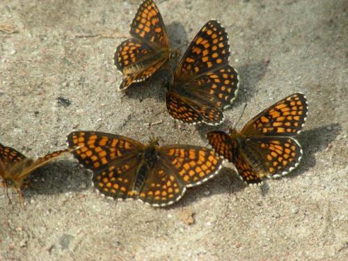 Melitaea sp.