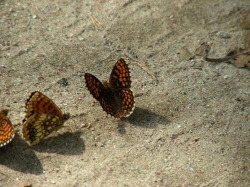 Melitaea sp.