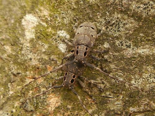 Réf. 32 143 : Mesosa curculionoides
