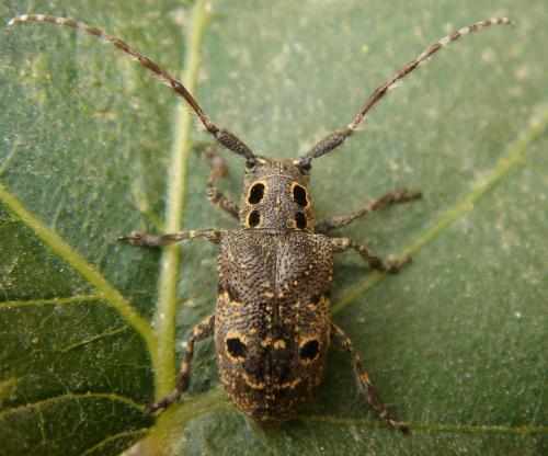 Réf. 32 144 : Mesosa curculionoides