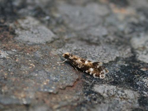 Réf. 32 513 : Nemapogon cloacella