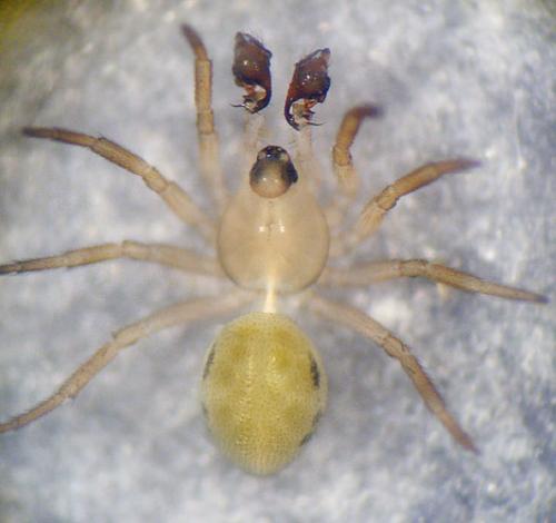 Minicia marginella