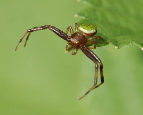 Ebrechtella tricuspidata