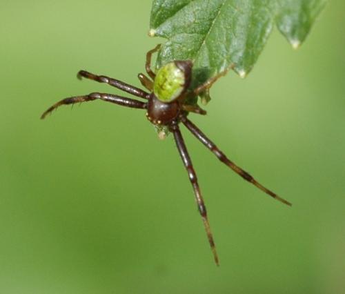 Réf. 32 714 : Ebrechtella tricuspidata