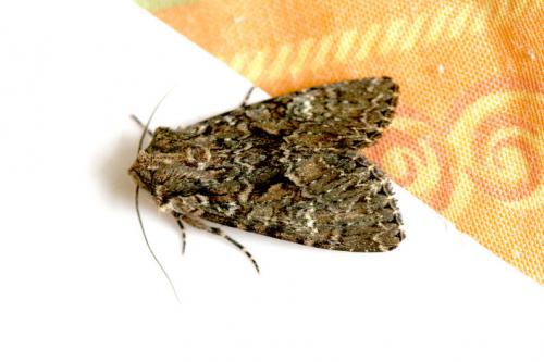 Réf. 32 546 : Mniotype adusta