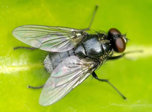 Réf. 32 651 : Morellia sp.