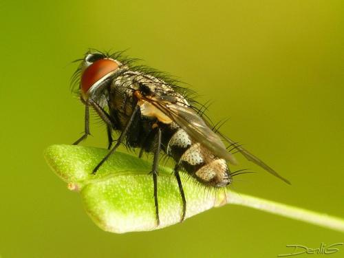 Réf. 32 385 : Metopia sp.